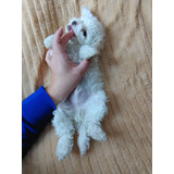 Hermoso Último  Cachorrito Poodle Toy Blanco 