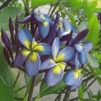 Plumeria Rubra Color (especial)