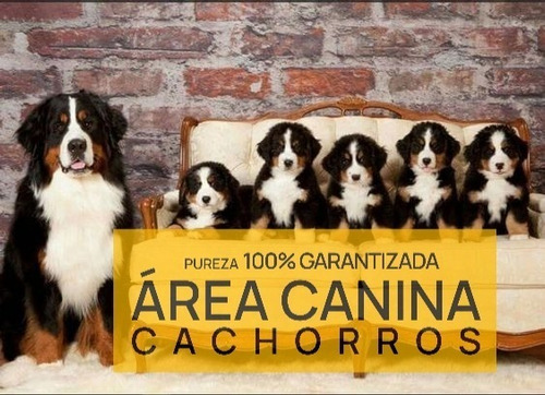 Cachorros Boyero De Berna  Pureza Garantizada - Area Canina