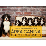 Cachorros Boyero De Berna  Pureza Garantizada - Area Canina