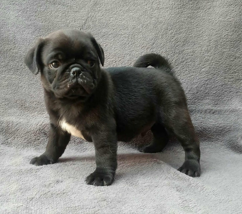 Hermosos Pug Mini