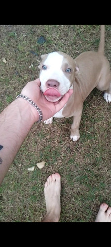 Cachorra Pitbull Blue Hermosa 