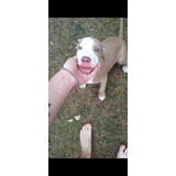 Cachorra Pitbull Blue Hermosa 