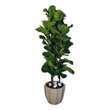 Fícus Lyrata Planta Natural  C/ Vaso Decorativo