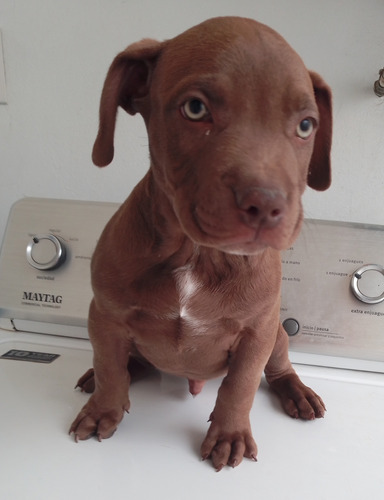 Último Cachorrito Pitbull Bully Ojos Verdes Hermoso 