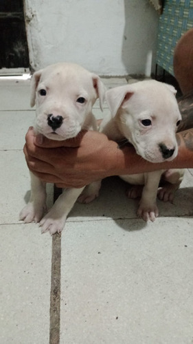 Cachorros Dogos Argentinos 