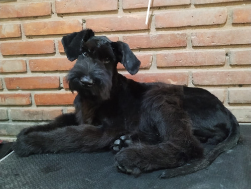 Schnauzer Gigante