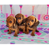 Finos Cachorros Dachshund Miniatura Salchicha 