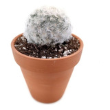 Cactus Plumoso (mammillaria Plumosa) 12 Piezas