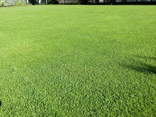 Semillas De Pasto Paspalum Japonico, 55 M2, 5 Kg 