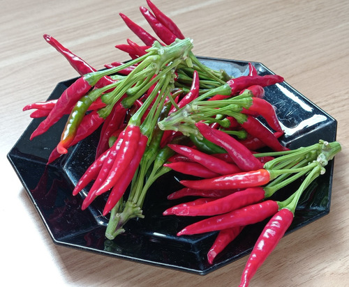 Semillas De Aji Japones / Capsicum Frutescens