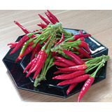 Semillas De Aji Japones / Capsicum Frutescens