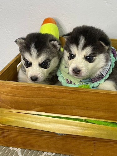 Cachorros Pomsky Minis Perros En Venta En Sincelejo Mascotas