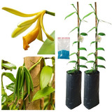 Orquidea Vanilla 2 Mudas Enraizadas + Adubo Crescimento