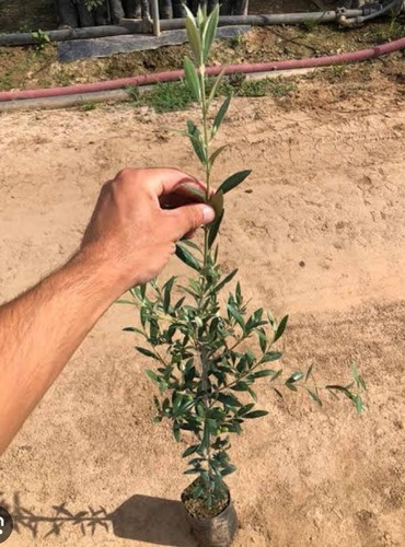 2 Arboles De Olivo (aceitunos) Comestible De Acodo Semillas