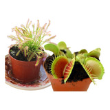 Semillas De Plantas Carnivoras Atrapamoscas Venus Y Drosera