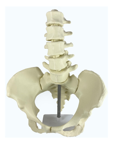 Huesos Pelvis Tamaño Real + Lumbares Y Base Articulada