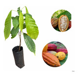 Kit 2 Mudas De Cacau Theobroma Cacao