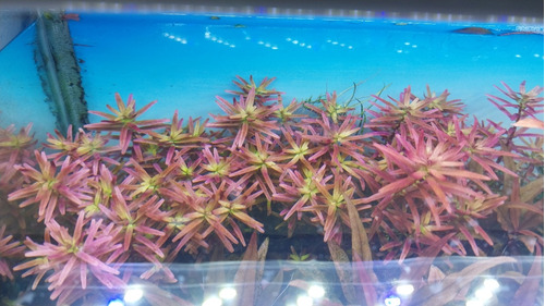 Rotala Rotundifolia Blood Red 