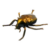 Escaravelho De Ouro Egipcio Dourado Besouro Borracha Insetos
