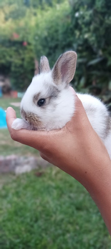 Conejos Mini Lion Lop