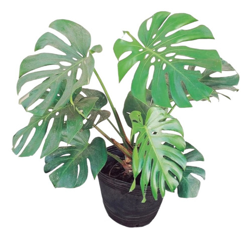 Monstera Deliciosa 10 Lts