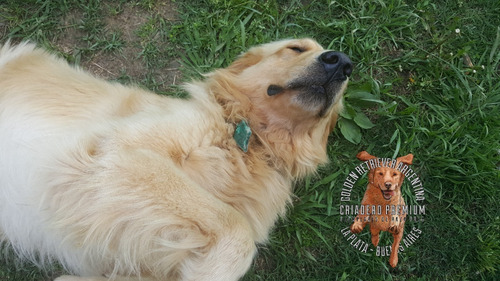 Cachorros Golden De Criadero Golden Retriever Argentina