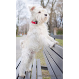 Schnauzer Mini Blanco Hija De Coonor Bescan Hijo De Tornado