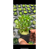 Ammania Sp. Bonsai Planta De Acuario