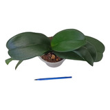 Decoración: Orquídea Phalaenopsis Adulta- Sin Flor. 