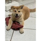 Akita Inu, 2 Filhotes Vacinados 