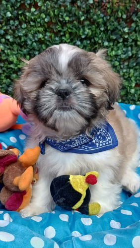 Shitzu Shihtzu Cachorros