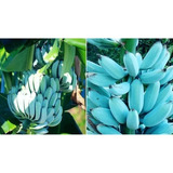 2 Mudas Banana Azul Comestível Com Frete Grátis Promoção