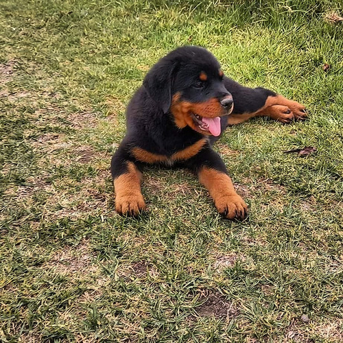 Rottweiler Cachorros Extremos