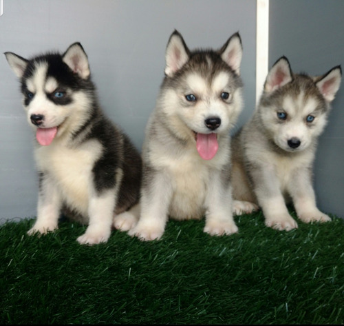  Husky Siberiano Cachorros Huskys Siberianos 