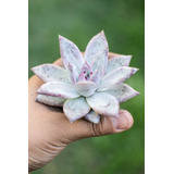 Echeveria Colorata Tapalpa Suculenta Colección N° 8