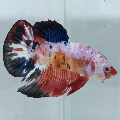 Betta De Linhagem Plakat Fancy