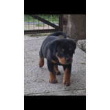 Rottweiler Cachorros 100% Puros