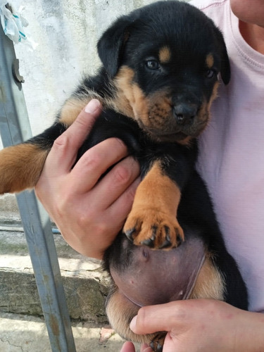 Lindos Filhotes De Cães Da Raça Rottweiler Com Pedigree 