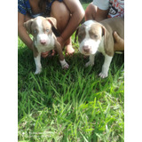 Filhote De Pitbull Red Nose Puro 100%. Cachorro Lindo