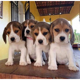 Cachorros Beagles 13 Pulgadas 