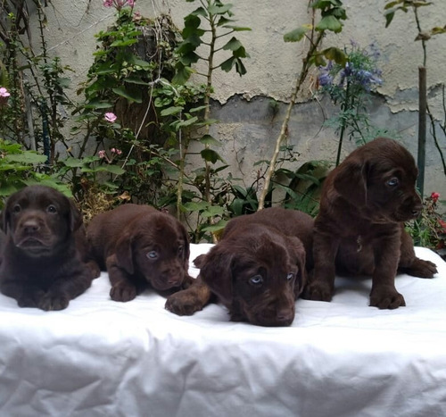 Labrador Increíbles Cachorros Padres Con Registro