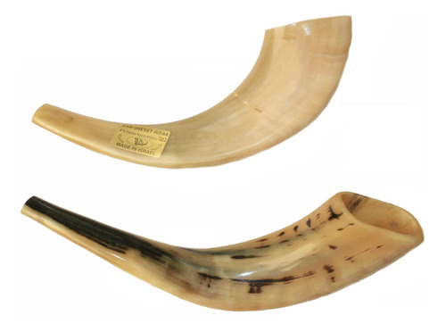 Shofar Chifre De Carneiro De Tocar - De Israel 30 A 34 Cm