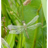 Cuadro 20x20cm Libelula Insecto Naturaleza Alas Color M1