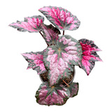 Planta Begonia Shadow King Pink | Begonia Exótica