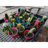 Cactus Injertados Por Mayor X15 Cultivos Allucgardens