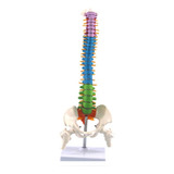 45 Cm Com Anatomia Anatômica Humana Pélvica Coluna Vertebral