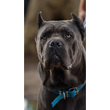 Cachorros Cane Corso Norditalia.cc Disponibles, Fca.