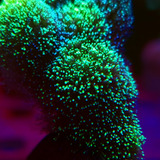 Pocillopora Damicornis Neon - Muda - Sps- Aquário Marinho