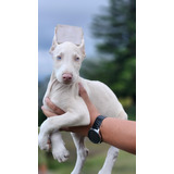 Cachorros Doberman Albino Con Corte De Orejas Disponible